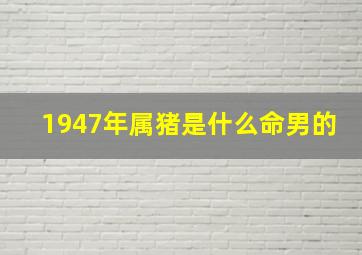 1947年属猪是什么命男的