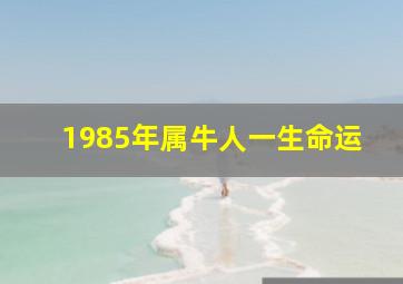 1985年属牛人一生命运