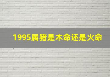 1995属猪是木命还是火命