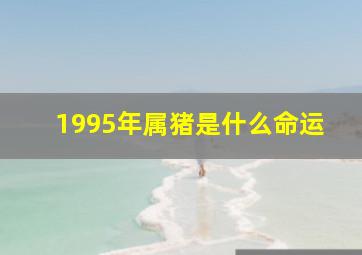 1995年属猪是什么命运