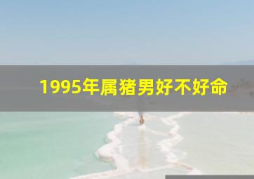 1995年属猪男好不好命