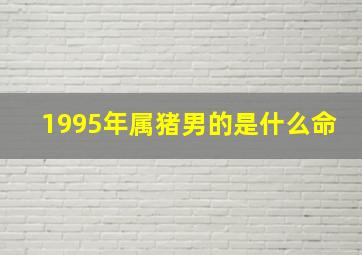 1995年属猪男的是什么命