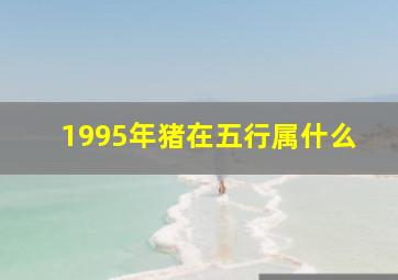 1995年猪在五行属什么