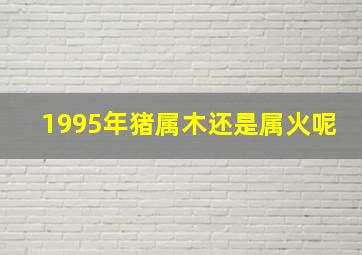 1995年猪属木还是属火呢