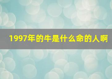 1997年的牛是什么命的人啊