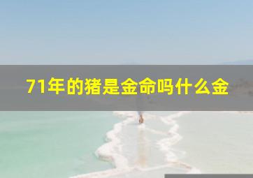 71年的猪是金命吗什么金