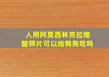 人用阿莫西林克拉维酸钾片可以给狗狗吃吗