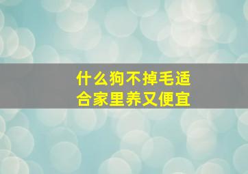 什么狗不掉毛适合家里养又便宜