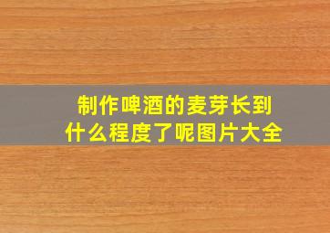 制作啤酒的麦芽长到什么程度了呢图片大全