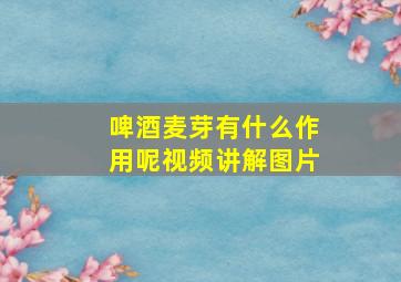 啤酒麦芽有什么作用呢视频讲解图片