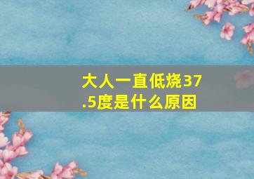 大人一直低烧37.5度是什么原因