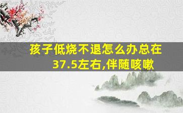 孩子低烧不退怎么办总在37.5左右,伴随咳嗽