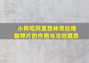 小狗吃阿莫西林克拉维酸钾片的作用与功效禁忌