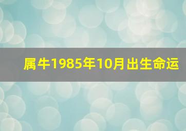 属牛1985年10月出生命运