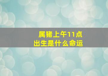 属猪上午11点出生是什么命运