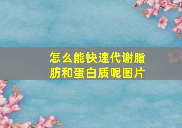 怎么能快速代谢脂肪和蛋白质呢图片