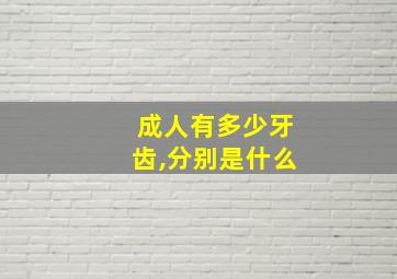 成人有多少牙齿,分别是什么