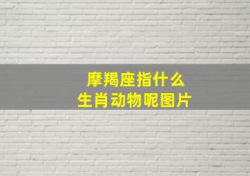 摩羯座指什么生肖动物呢图片