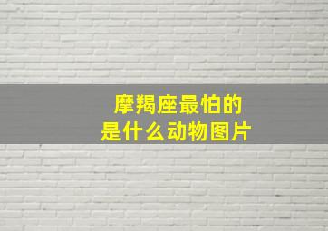 摩羯座最怕的是什么动物图片