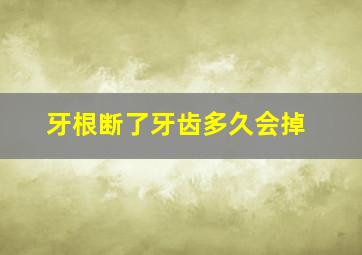 牙根断了牙齿多久会掉