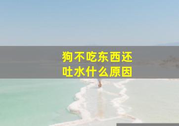 狗不吃东西还吐水什么原因