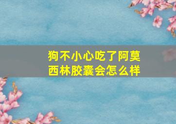 狗不小心吃了阿莫西林胶囊会怎么样