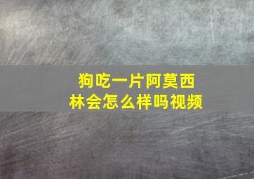 狗吃一片阿莫西林会怎么样吗视频