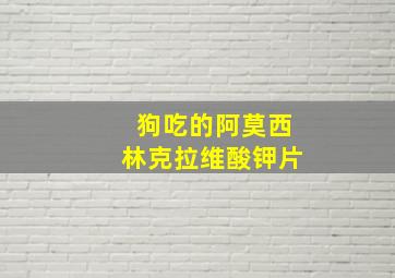 狗吃的阿莫西林克拉维酸钾片