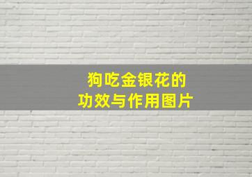 狗吃金银花的功效与作用图片