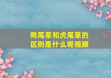 狗尾草和虎尾草的区别是什么呢视频