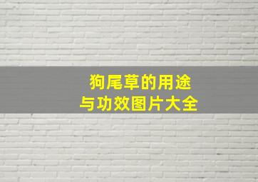 狗尾草的用途与功效图片大全