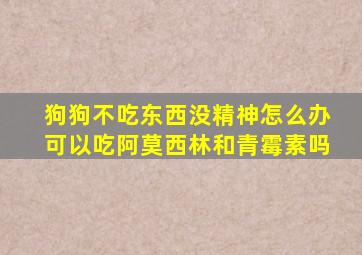 狗狗不吃东西没精神怎么办可以吃阿莫西林和青霉素吗