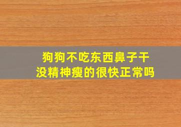 狗狗不吃东西鼻子干没精神瘦的很快正常吗