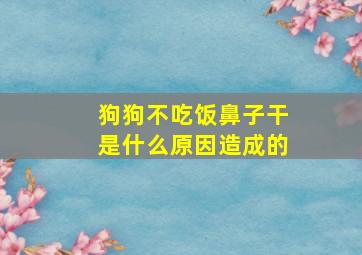 狗狗不吃饭鼻子干是什么原因造成的