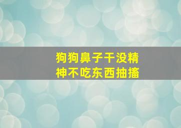 狗狗鼻子干没精神不吃东西抽搐