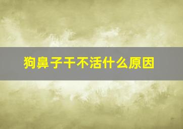 狗鼻子干不活什么原因