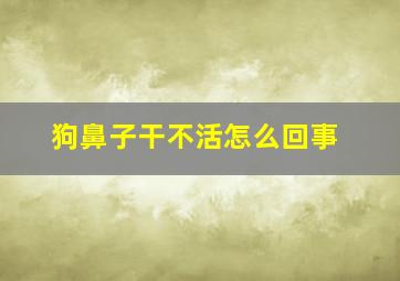 狗鼻子干不活怎么回事