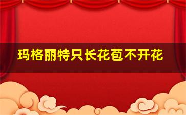 玛格丽特只长花苞不开花