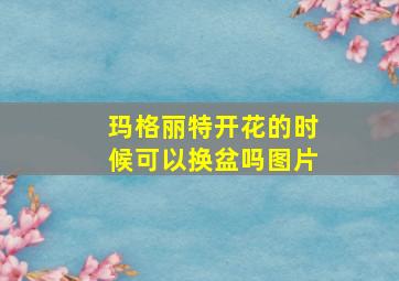 玛格丽特开花的时候可以换盆吗图片