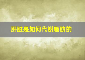 肝脏是如何代谢脂肪的