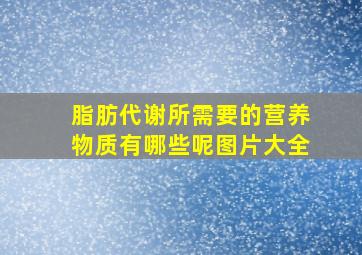 脂肪代谢所需要的营养物质有哪些呢图片大全