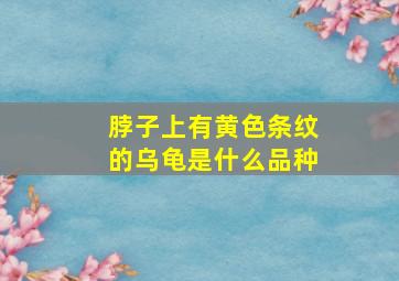 脖子上有黄色条纹的乌龟是什么品种