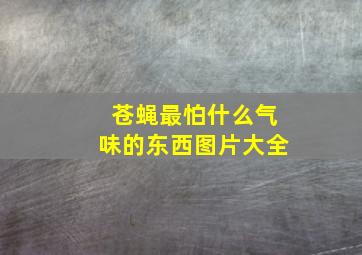 苍蝇最怕什么气味的东西图片大全