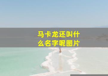 马卡龙还叫什么名字呢图片