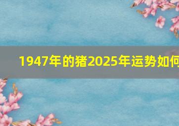 1947年的猪2025年运势如何