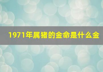 1971年属猪的金命是什么金