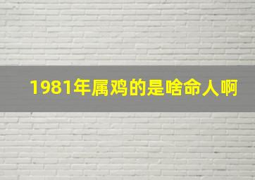 1981年属鸡的是啥命人啊