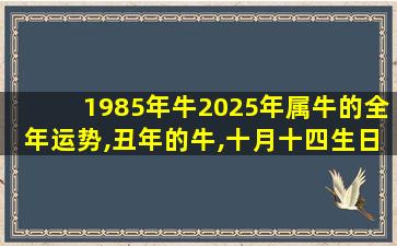 1985年牛2025年属牛的全年运势,丑年的牛,十月十四生日