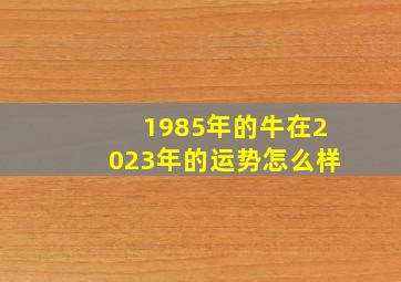 1985年的牛在2023年的运势怎么样