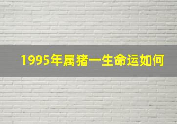 1995年属猪一生命运如何